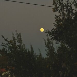 Meet your Posher, Shelby